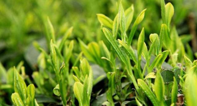 茶叶种植需要什么条件茶叶树种植要什么条件