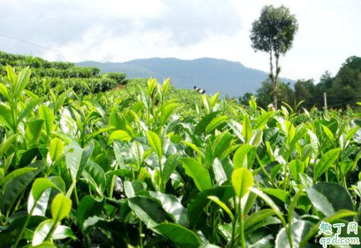 种植茶叶的自然条件是怎样的 种植茶叶什么土壤最合适