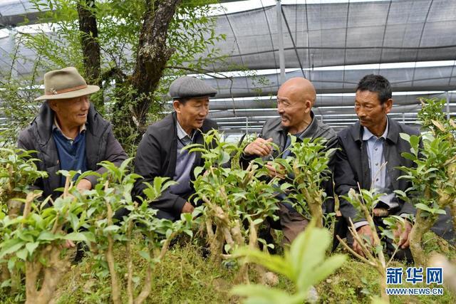 旅游频道 正文  2019年,在云南种植茶叶近30年的民营企业家张延礼,把